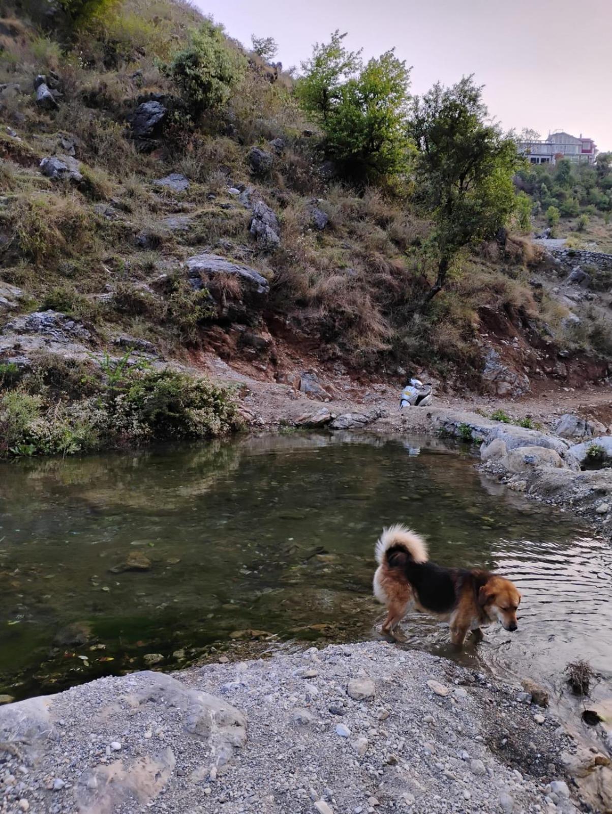 Rivulet Resort & Camping Mussoorie Εξωτερικό φωτογραφία